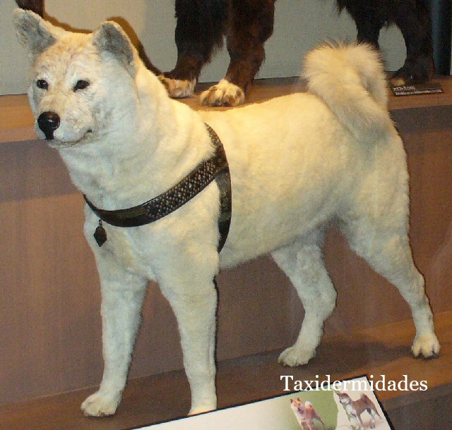 Hachikō", el "perro fiel" que durante una década esperó su amo | Taxidermidades