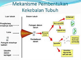 Vitamin Antioksidan: Super Hero Pertahanan Tubuh di Era Modern