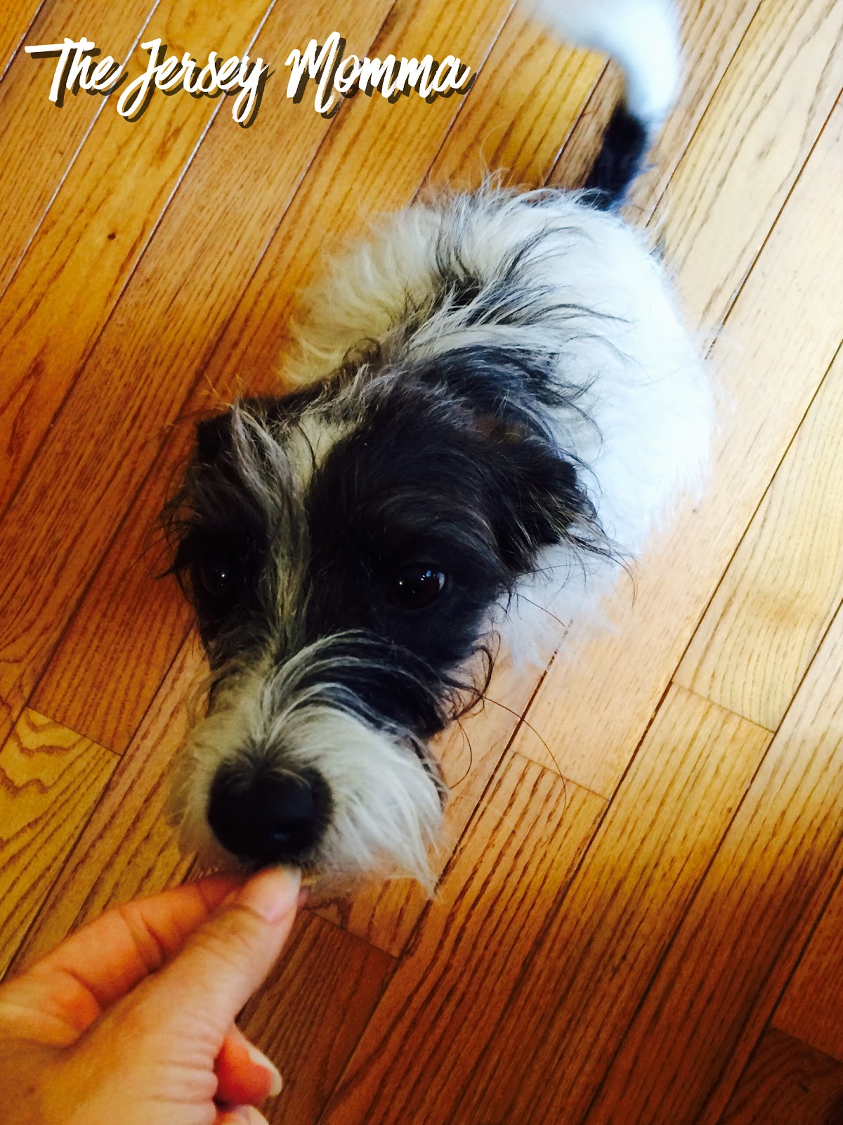 The Jersey Momma Easy 2 Ingredient Dog Treats Make Your Own Healthy