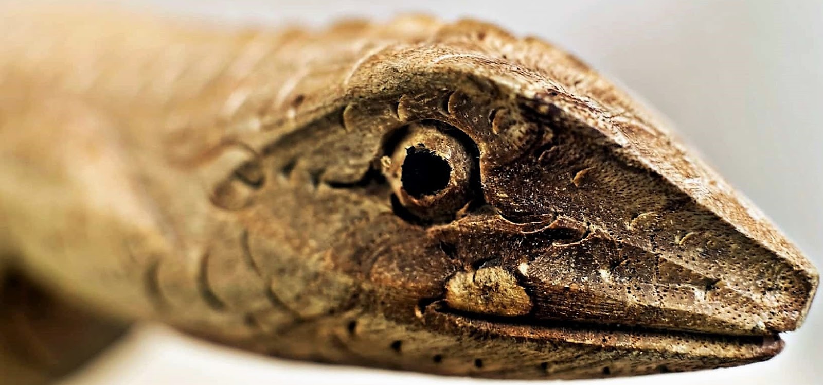 Chinese Horoscope Wood Snake Years