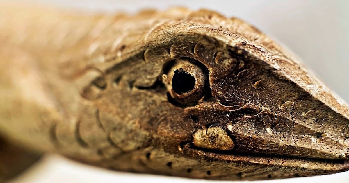 Chinese Horoscope Wood Snake Years