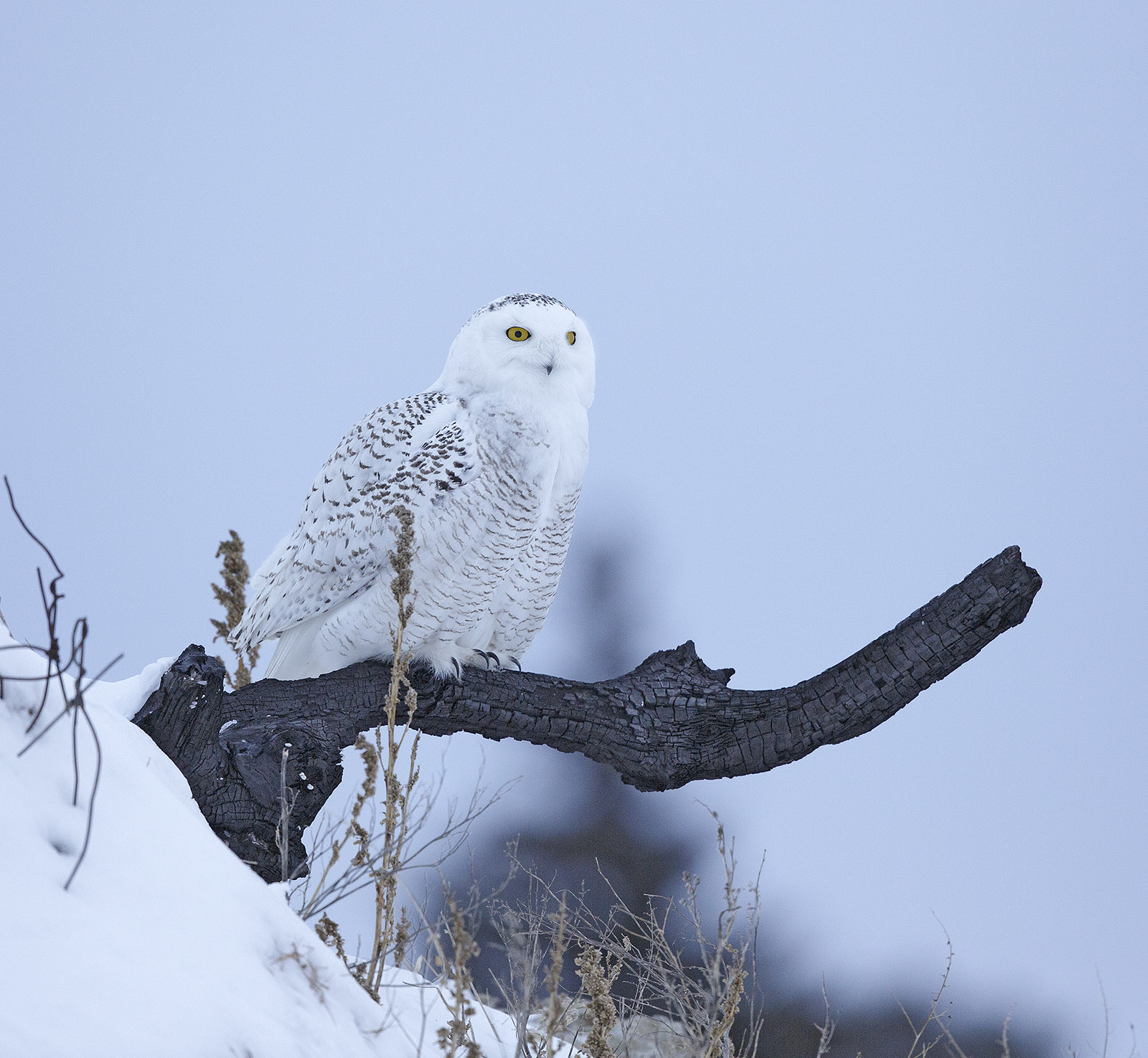 pewit: Snowy Owl and mouse