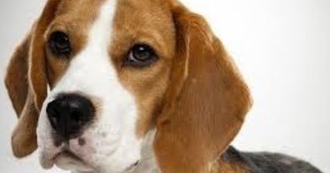 Apa Arti Mimpi Anjing Coklat Melihat Bertemu Dikejar Digigit Dan Tafsirnya Dunia Kedutan