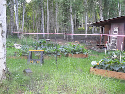 chicken alaska chickens coop homemade yard fenced area winter keeping behind garden tractors huge
