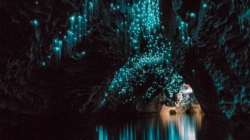Glow Worm Cave Night Tour Glow Worm Cave Night Tour