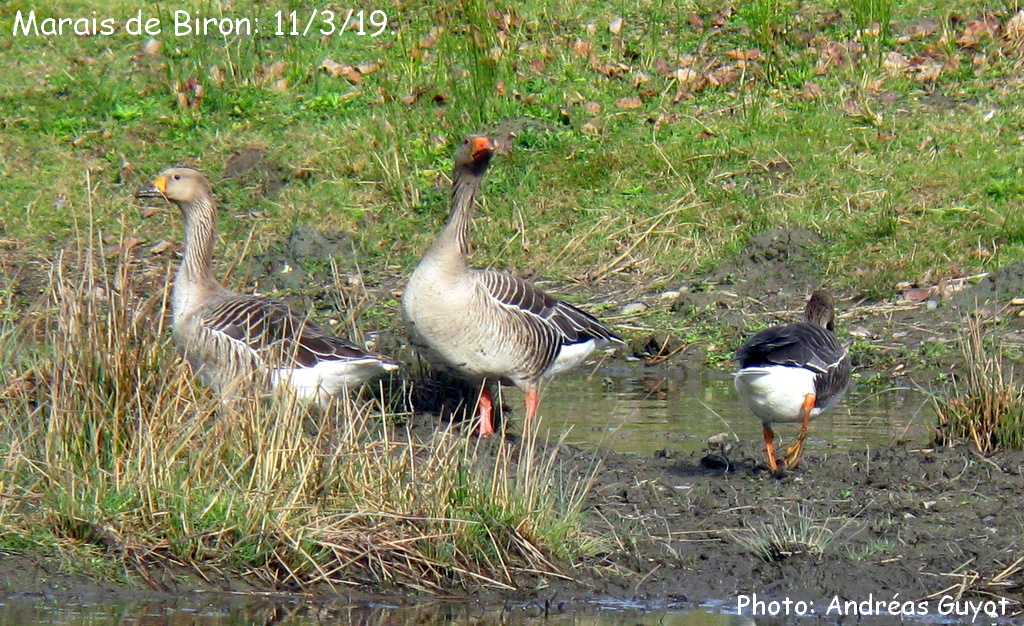 Combien De Temps Couve Une Oie Oiseaux des Pyrénées 64. : Une oie rieuse sur le marais de Biron.
