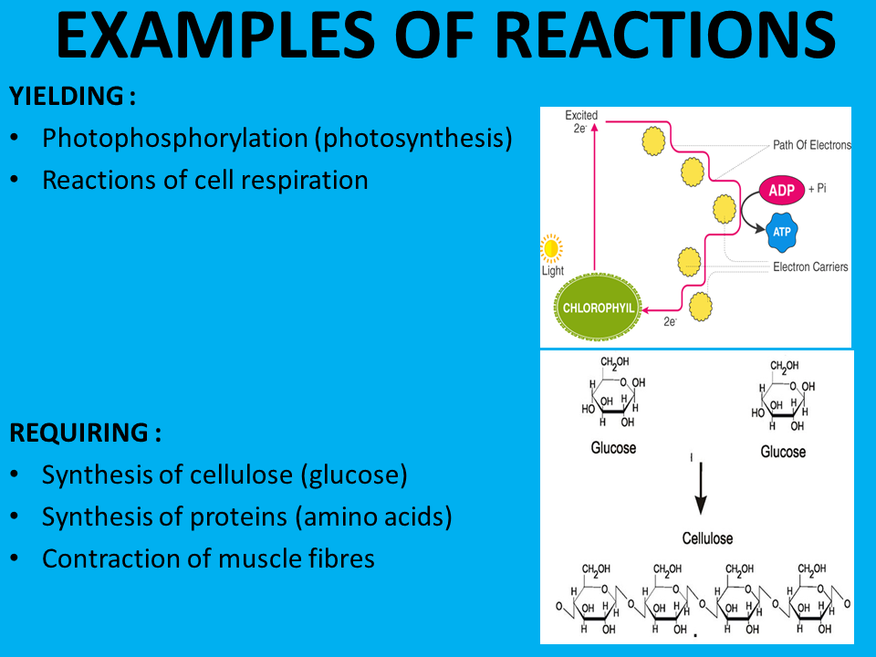 Grade 12 SEMESTER 2 Chapter 1 NUCLEIC ACIDS & PROTEIN SYNTHESIS