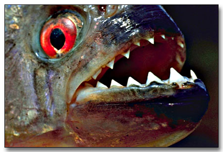 سمك البيرانا المتوحش Piranha-copia