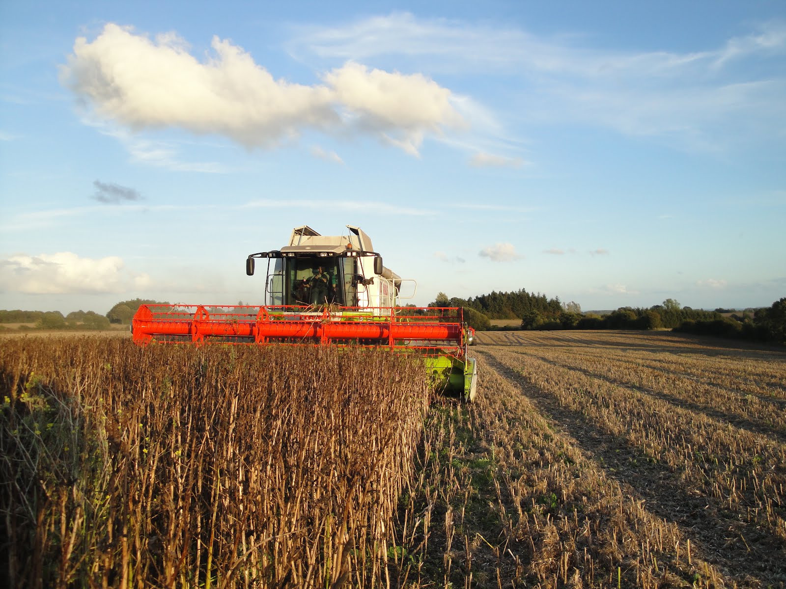 Rådgiverblog, Fagligt Team Økologisk Landsforening: Hesterbønner hitter