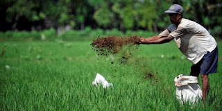  Pada artikel kita sebelumnya kita telah membahas tentang persemaian padi organik Penanaman Padi Organik