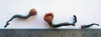 size Microstoma protractum