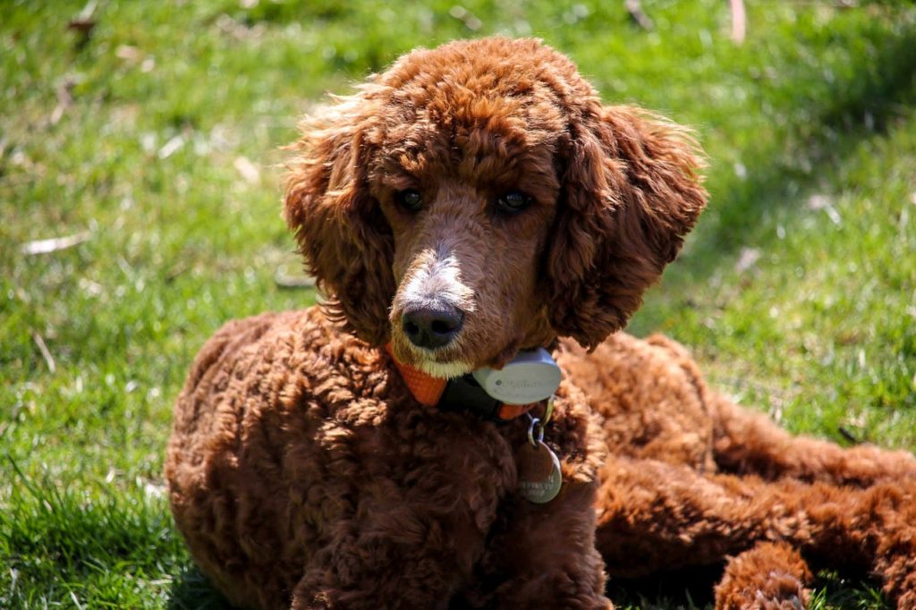 Poodle | Dog Breed | History,Health,Pictures and Other Information