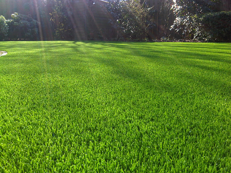 Florida, Warmth And Water: Happy Lawn, Happy Dog, Happy Life