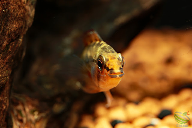 F1 Apistogramma cf. viejita from Rio Guarrojo