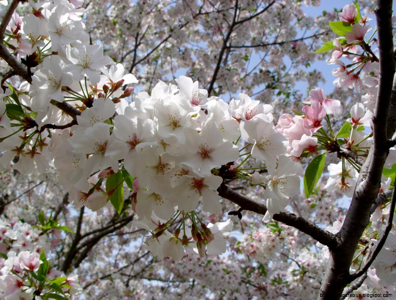 Yoshino Cherry among best flowering trees