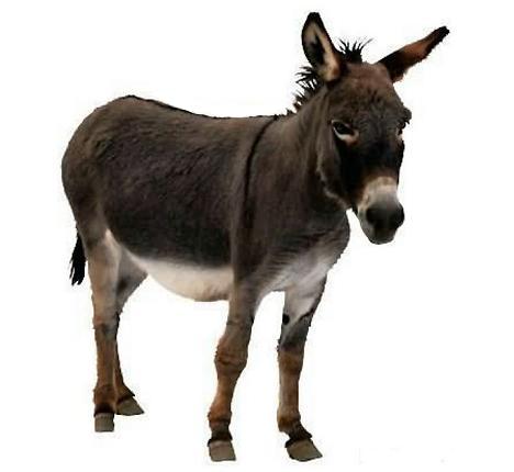 SIN SENTIDO CONOZCA AL BURRO ANDRES El Oráculo oficial de la Copa