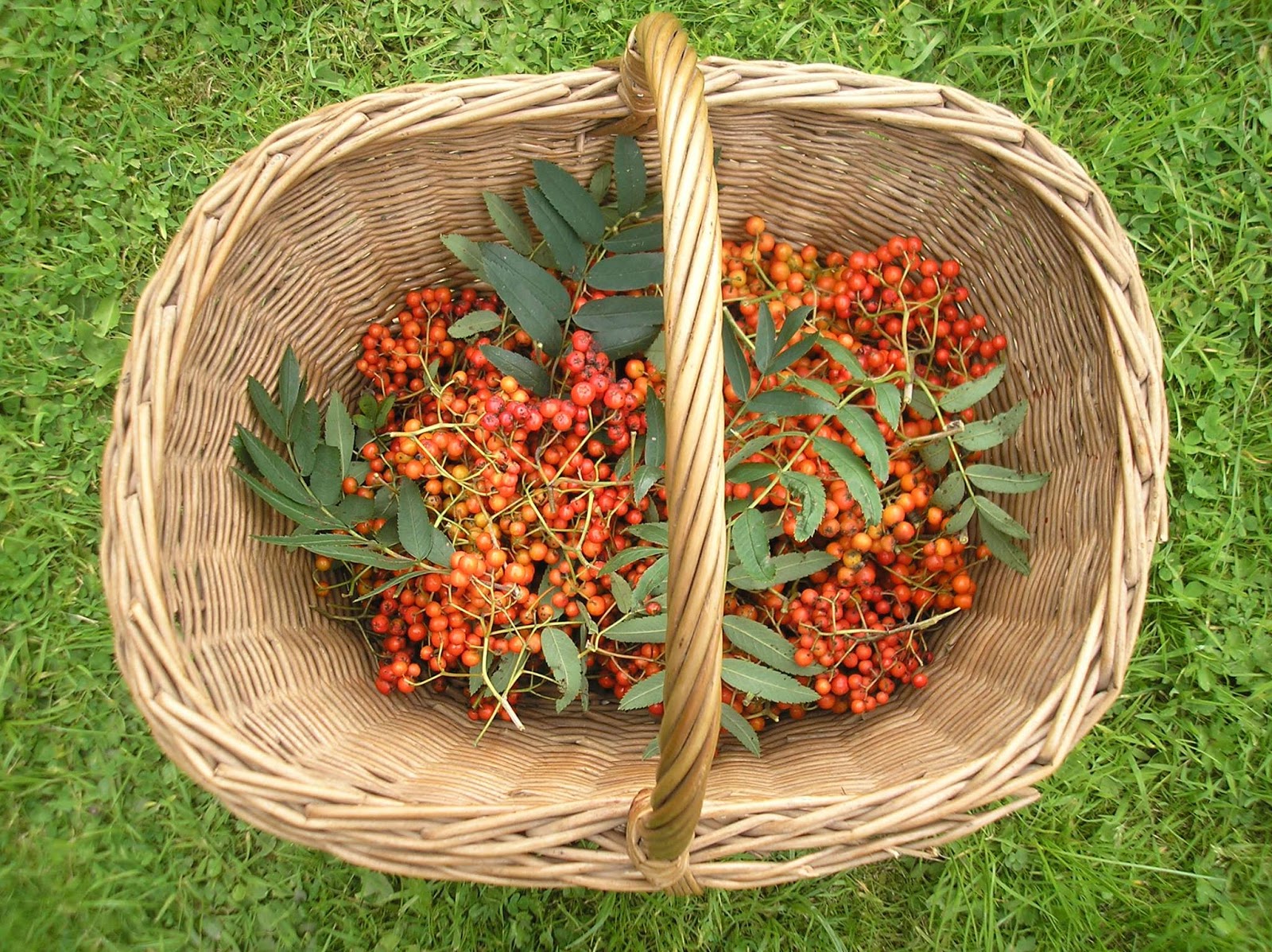 Hedgerow Harvest Rowan berries and Crabapples Life on Pig Row