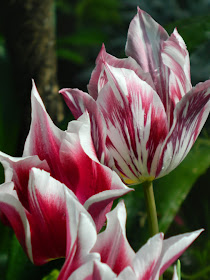 Allan Gardens Conservatory 2015 Spring Flower Show Kaufman tulips by garden muses-not another Toronto gardening blog
