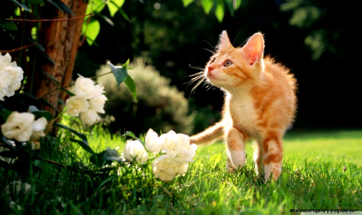 Orange Tabby Kitten HD desktop wallpaper  High Definition