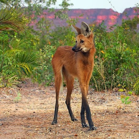 The Maned Wolf - 22 Bizzarre Animals You Probably Didn’t Know Exist