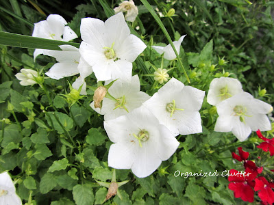 Cottage Garden - White Chips Bellflower