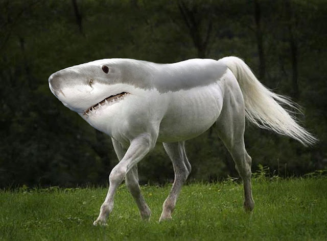 Photoshopped Animals
