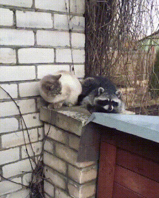 late.gif