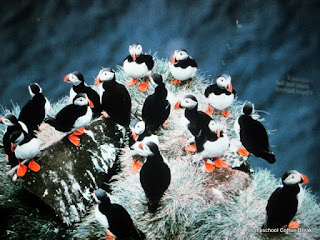 National Aquarium PhotoJournal (From the High School Lesson Book) on Homeschool Coffee Break @ kympossibleblog.blogspot.com