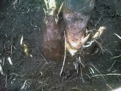 画像右側上から左側中心に向かって地下茎が伸びています。