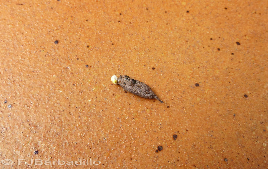 El último rincón ¿UNA MIERDA DE BICHO?