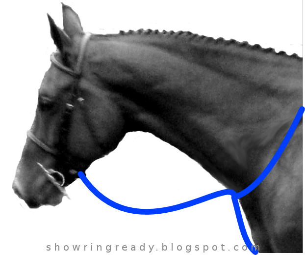 Show Ring Ready How to Adjust a Standing Martingale