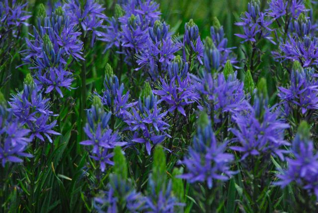 Cobalt-blue Camassias were massed in several areas, including the in the stair bank down to the Sunken Garden.