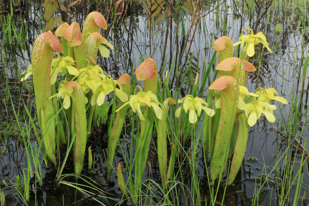 Hooded pitcher plant Sarracenia minor grow and care Travaldo's blog