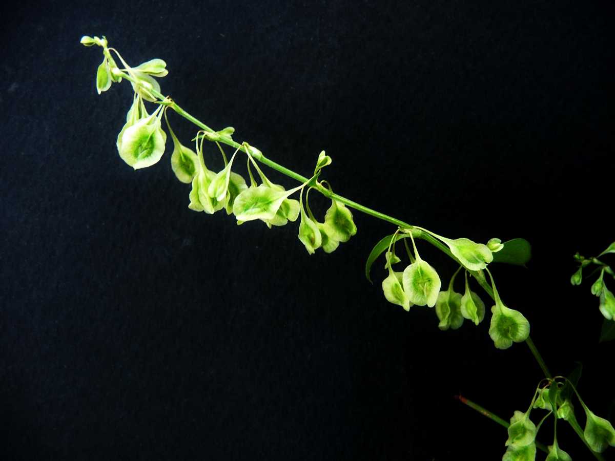 r o b i n 's y a r d: Fallopia convolvulus (Polygonum convolvulus)