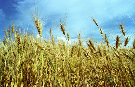 Que significa soñar con trigo