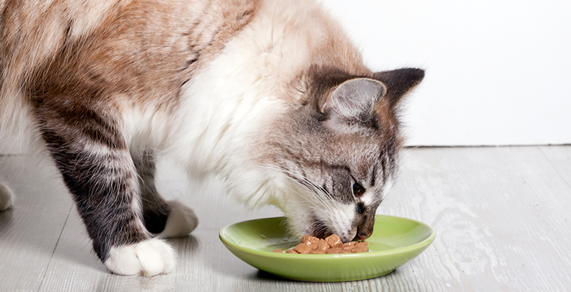  Combien de repas par jour pour un chien chat