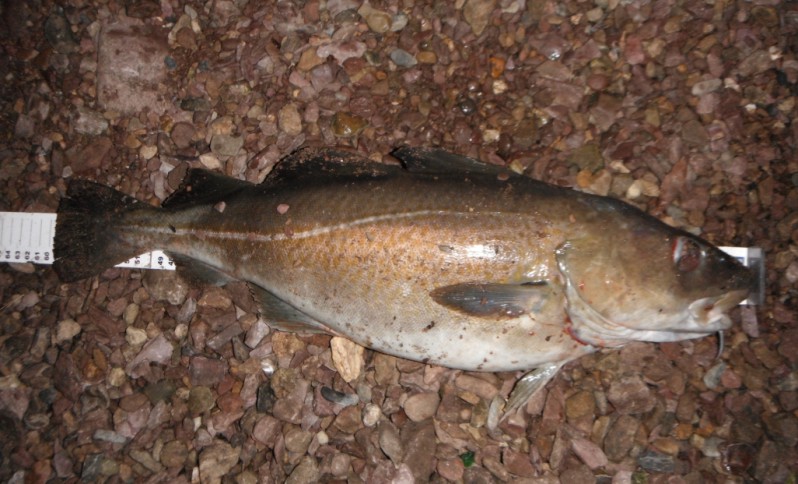 South Coast Bass by RockHunter: Summary of the Cod Season - Part 2: The ...