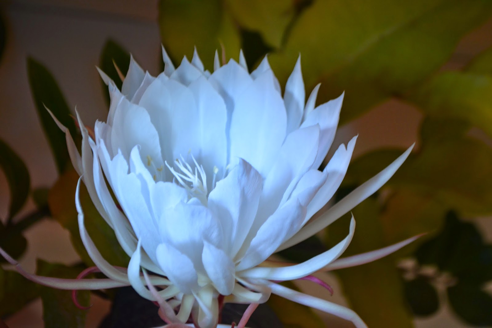 Epiphyllum oxypetalum. Flor de una noche, compleja y perfumada. Epífita