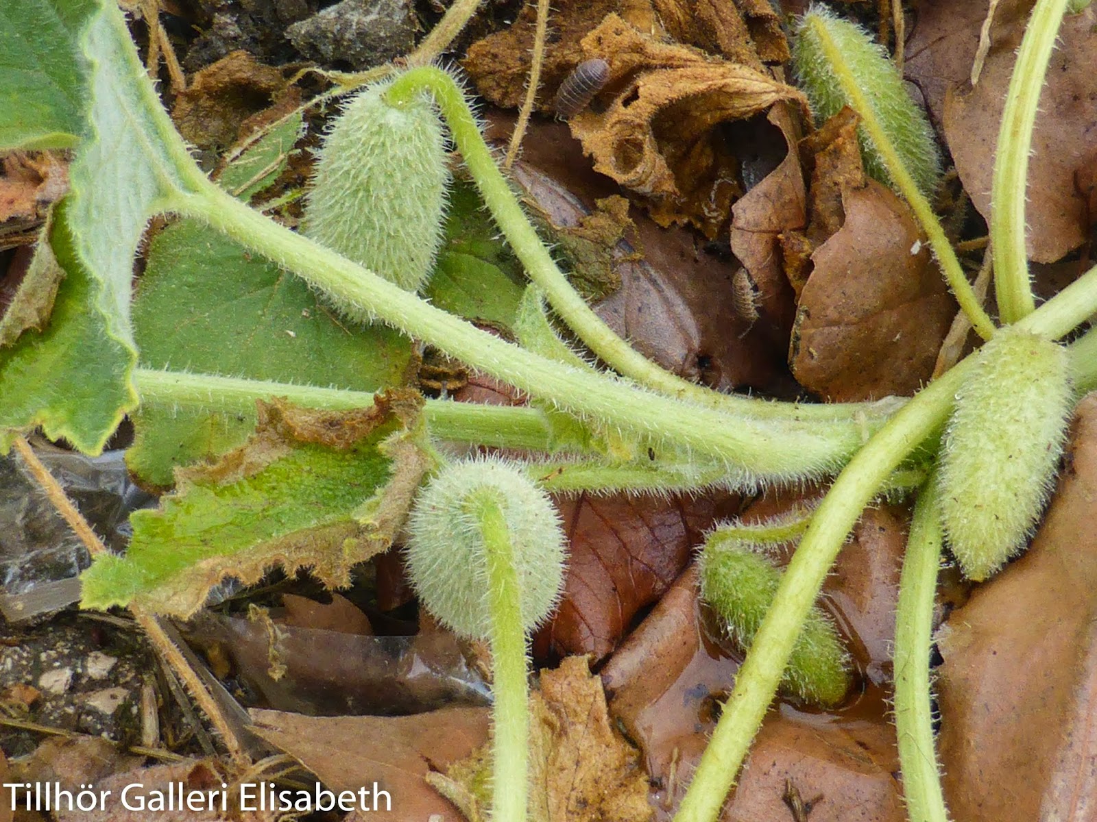 Husbilen Ellen: Regn och grått