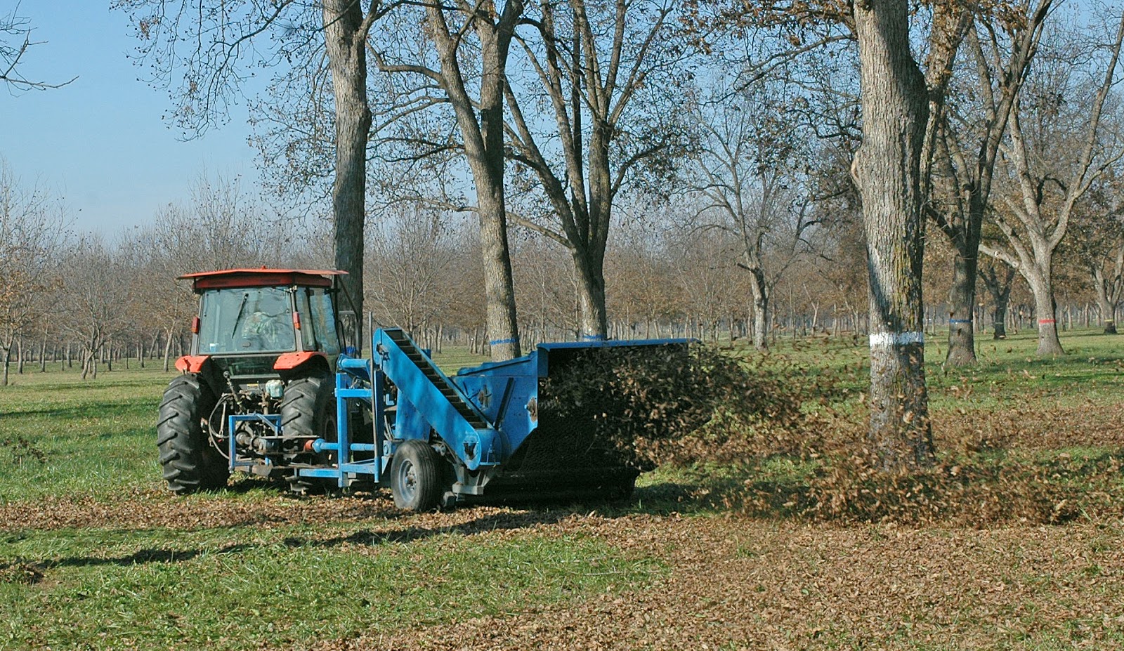 Northern Pecans Pecan harvest rolls on