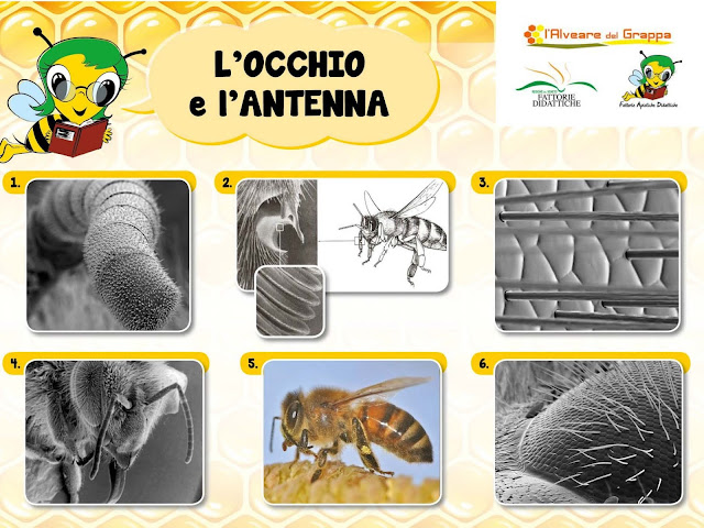 Apicoltori Veneto: FORMAZIONE