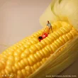 HIRSIZ-LIK!..