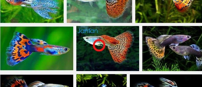 Ikan Hias Terbesar dan Terpopuler
