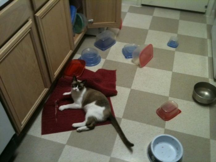 How to destroy your house Amazing Creatures