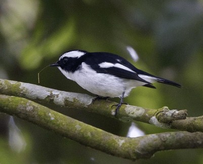 Mengenal Berbagai Jenis Burung Decu Yang Ada Di Habitatnya Di Alam