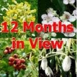 12 Months in View