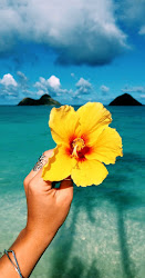 summer aesthetic hawaii wallpapers beach tropical flower ocean flowers backgrounds yellow hd vibes iphone girly hawaian aphrodita solarium reblog wallpaperaccess