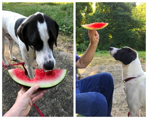 Our dog loves watermelon! ♥ KitchenParade.com