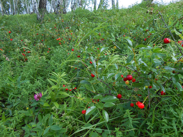 Много дикой вишни в окрестностях Зотинской пещеры