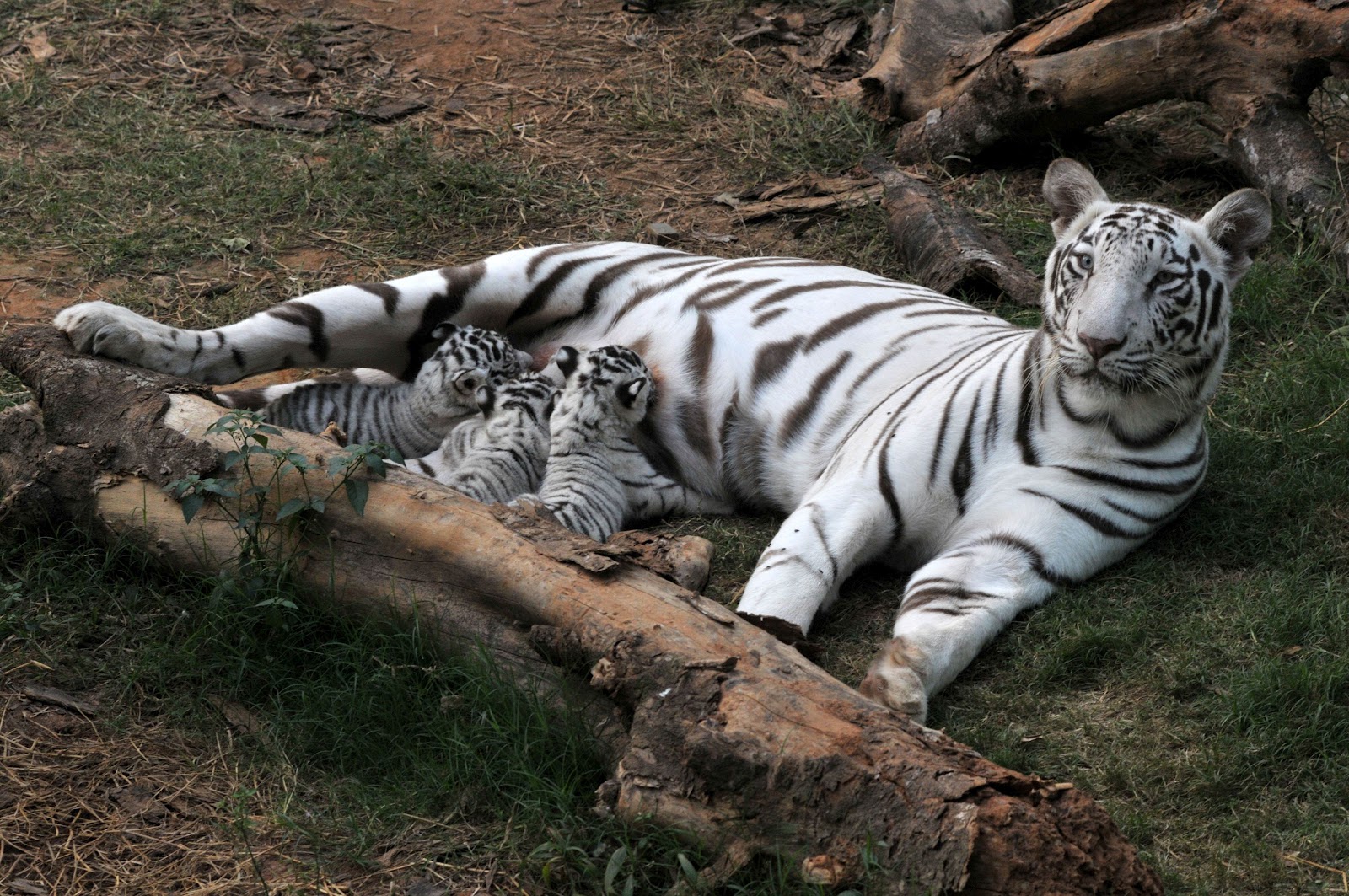 Бенгальский тигр. Белый тигр в природе. Белый тигр и бенгальский тигр. Кормящая тигрица.